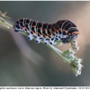 pap machaon larva14 kher